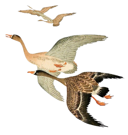 Birds