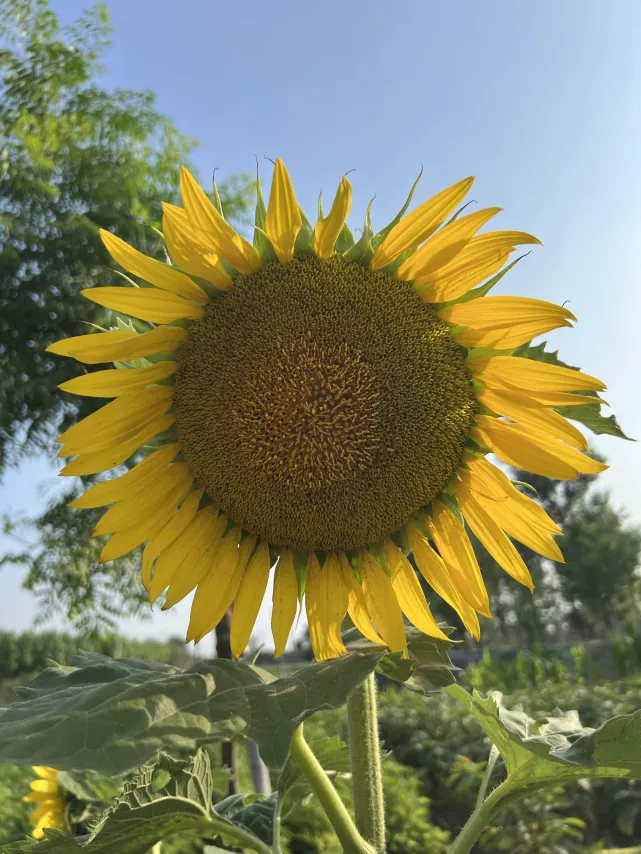 Sunflower photo by Cena
